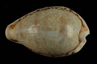 藏品(玉女寶螺)的圖片